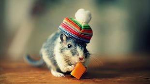black and white mouse, animals, hat, mice, cheese