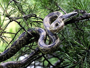 brown and black Burmese Python on tree branch