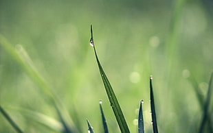shallow focus photography of green grass with droplets of water