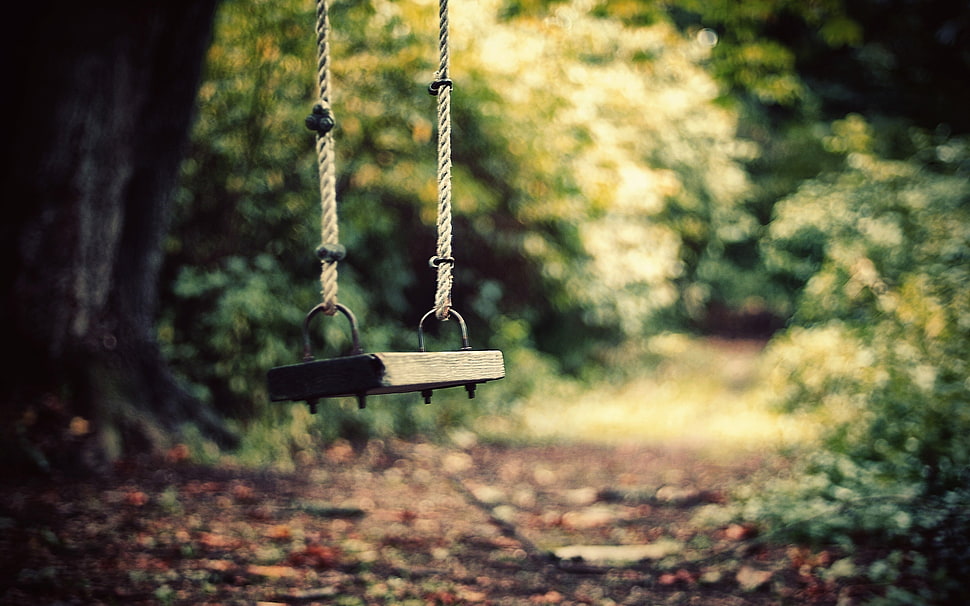brown wooden swing hanging on tree HD wallpaper