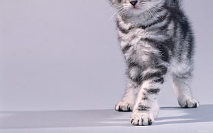 short-fur black and white kitten, animals, cat, kittens, simple background HD wallpaper