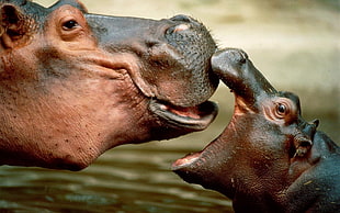 two hippopotamuses, nature, animals, baby animals, muzzles