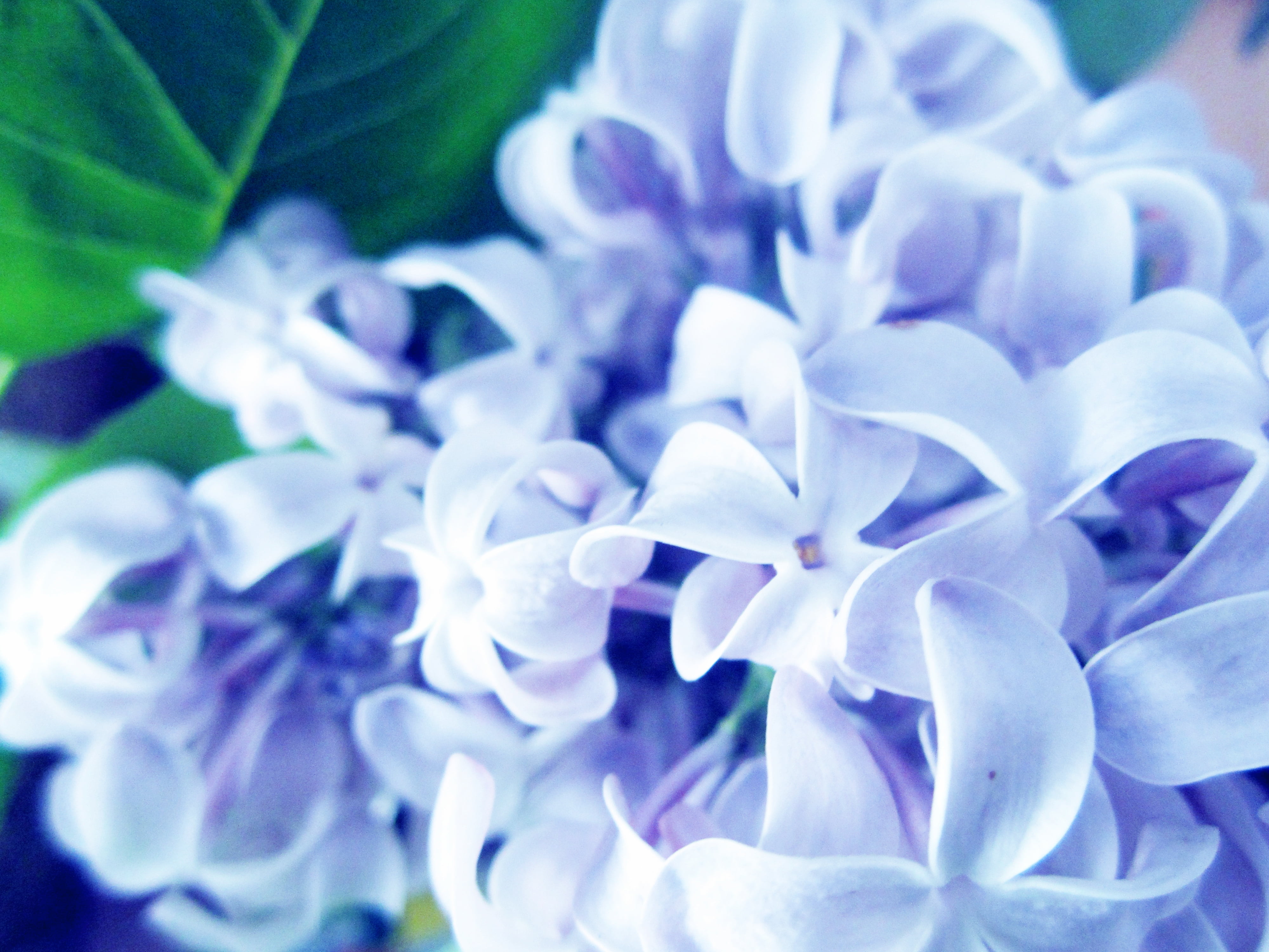 purple and white petal flower