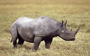 photo of black rhino in wild
