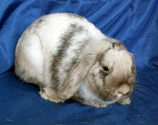 wildlife photography of white and brown rabbit