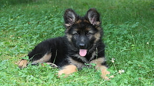 black puppy, puppies, dog, German Shepherd, animals HD wallpaper
