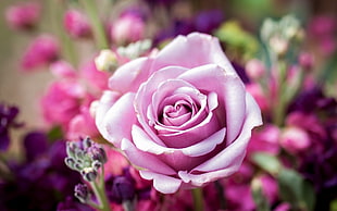 pink rose, flowers, rose, nature, pink flowers
