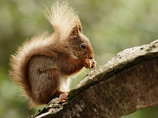 selective photography of Squirrel on branch