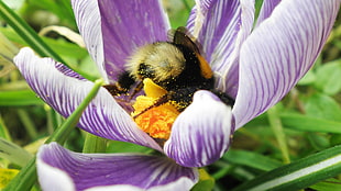 Carpenter bee perched on purple petaled flower HD wallpaper