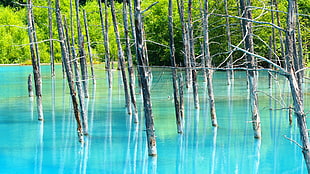 gray trees, landscape, trees, water HD wallpaper