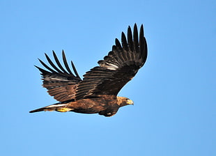 brown and black bird flying, golden eagle