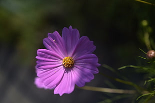close-up photo of purple cosmos flower