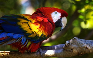 red, yellow, and blue Parrot on tree