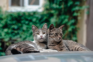two silver Tabby cats on top gray car