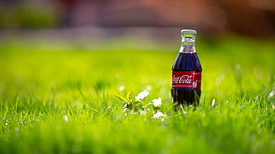 Coca-cola bottle, Coca-Cola, bottles, grass, flowers