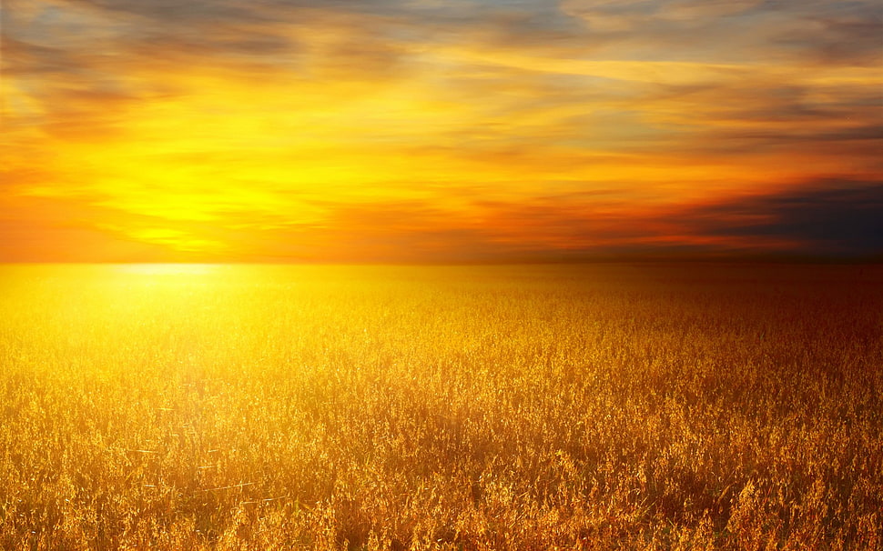 wheats during orange sunset, nature, landscape, sunset, orange HD wallpaper