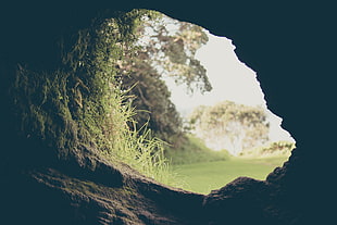 green grass outside cave
