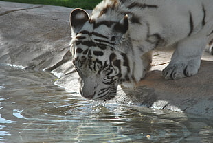 white tiger drinking water