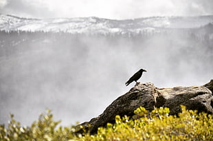 black crow, Raven, Bird, Grass