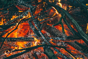 tree trunk on fire HD wallpaper