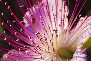 pink flower closeup photogrpahy HD wallpaper