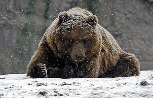 grizzly bear, animals, bears