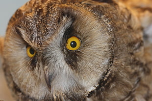 close up photo of brown owl