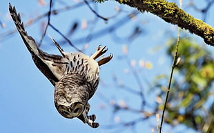 gray and white owl in midair during daytime