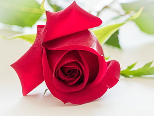 closeup photography of red Rose