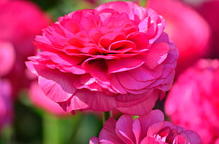 pink and red petaled flower, pink flowers, flowers HD wallpaper