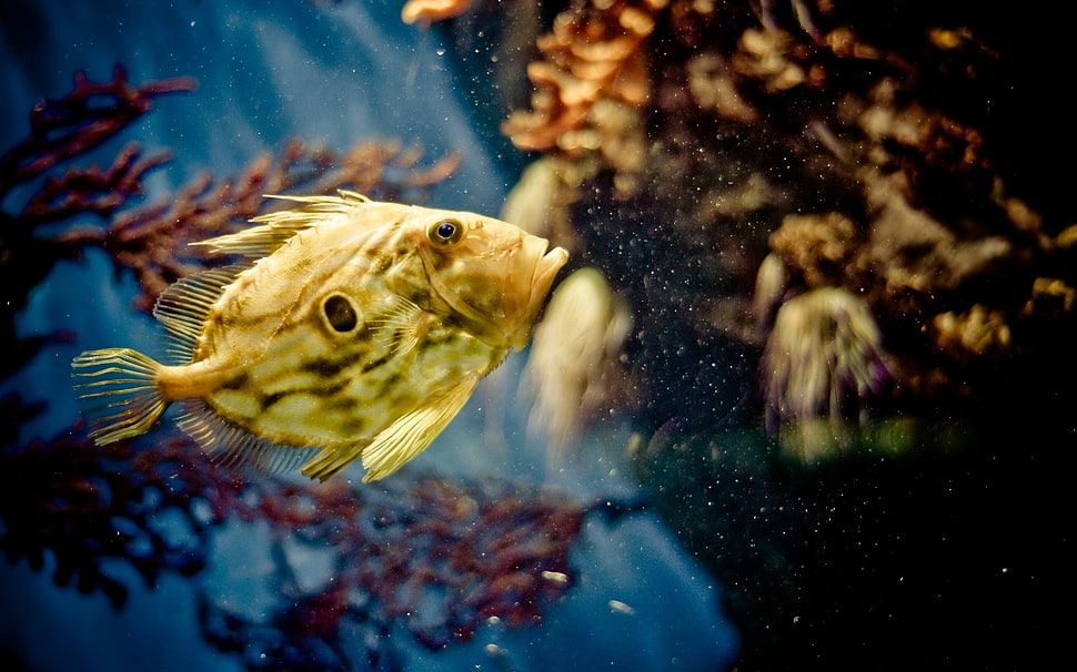 selective focus photography of brown and white fish HD wallpaper