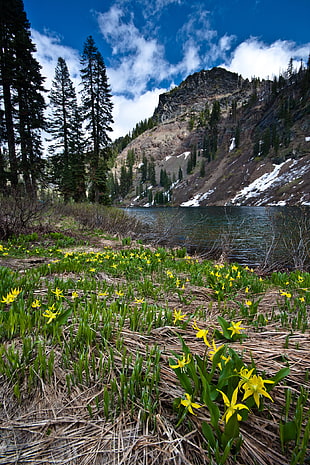 yellow flowering plant near body of water and mountain during daytime