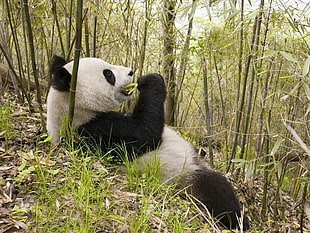 Panda eating bamboo shoots HD wallpaper