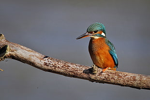 photography of brown and blue bird, martin