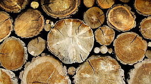 round brown wooden slabs, wood, timber, closeup, wooden surface