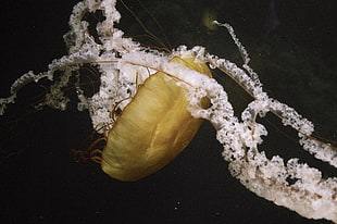 brown jelly fish