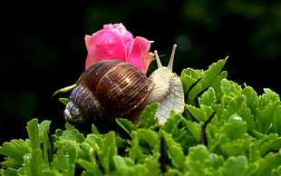 closeup photography of brown snail on red petaled flower