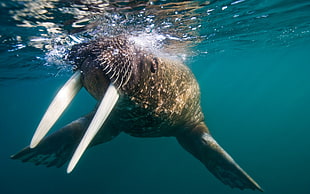 brown walrus underwater HD wallpaper