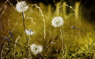 macro photography of dandelion flowers HD wallpaper