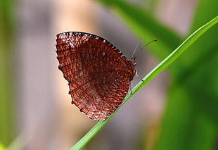 selective focus photography of brown butterfly on green grass, elymnias hypermnestra, bali