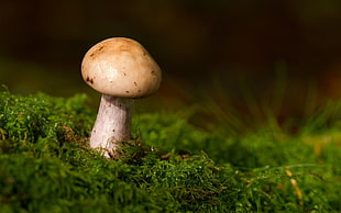 beige and white mushroom in green grass during daytime
