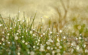 shallow focus photography of green grasses