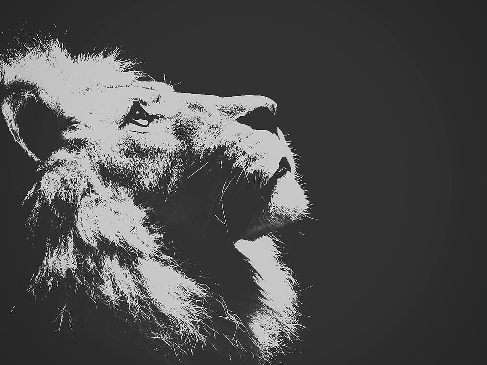 lion, lion HD wallpaper