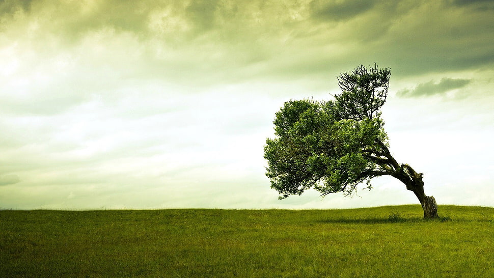 green leafed tree, trees HD wallpaper