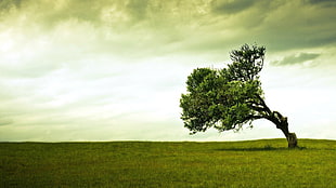 green leafed tree, trees