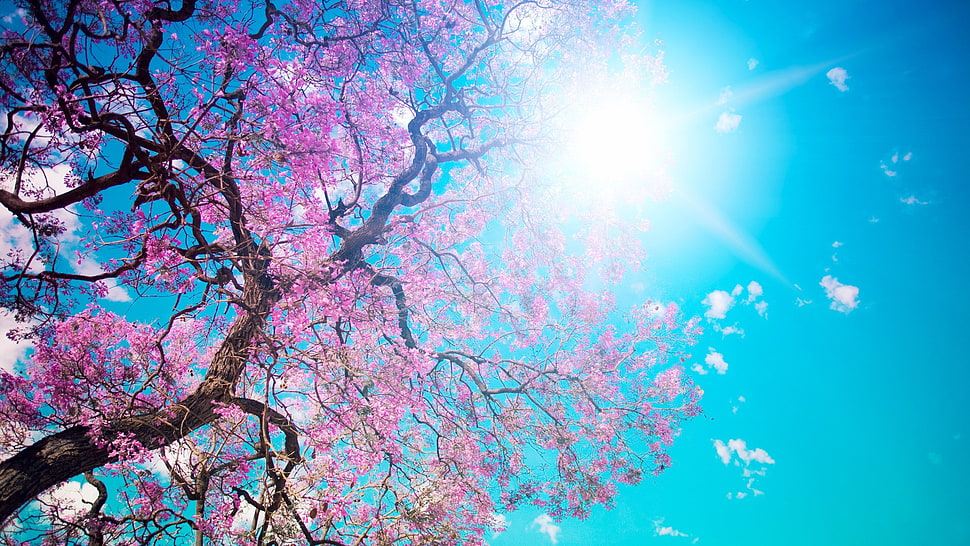 Cherry Blossom tree in sunny weather HD wallpaper