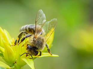 photography of Honey bee on green flower during day time HD wallpaper