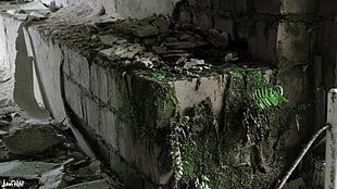 green and brown tree trunk, old building, old, wall
