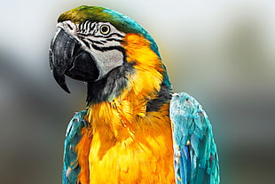 shallow focus photography of blue and gold macaw
