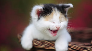selective focus photography of calico kitten HD wallpaper